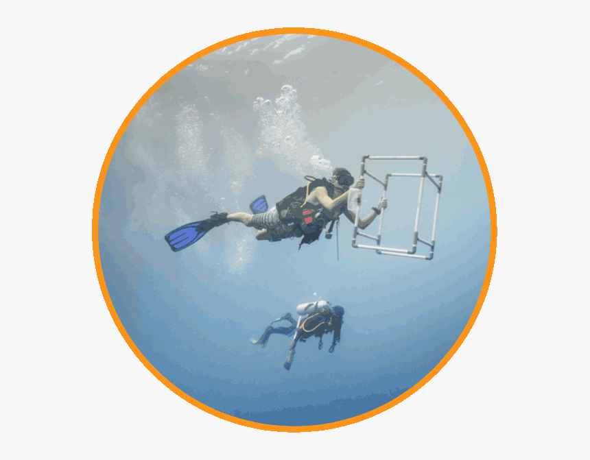 Conservation Dive Master Program - Scuba Diving, HD Png Download