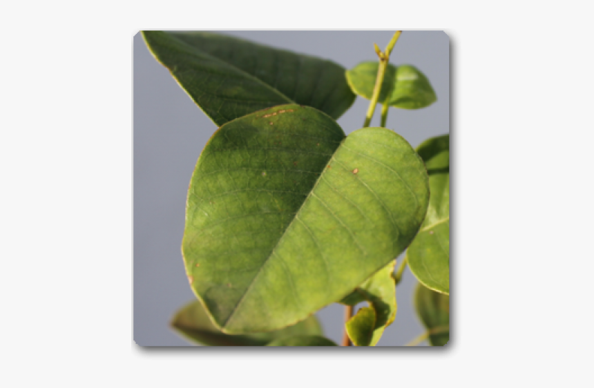 Tree, HD Png Download