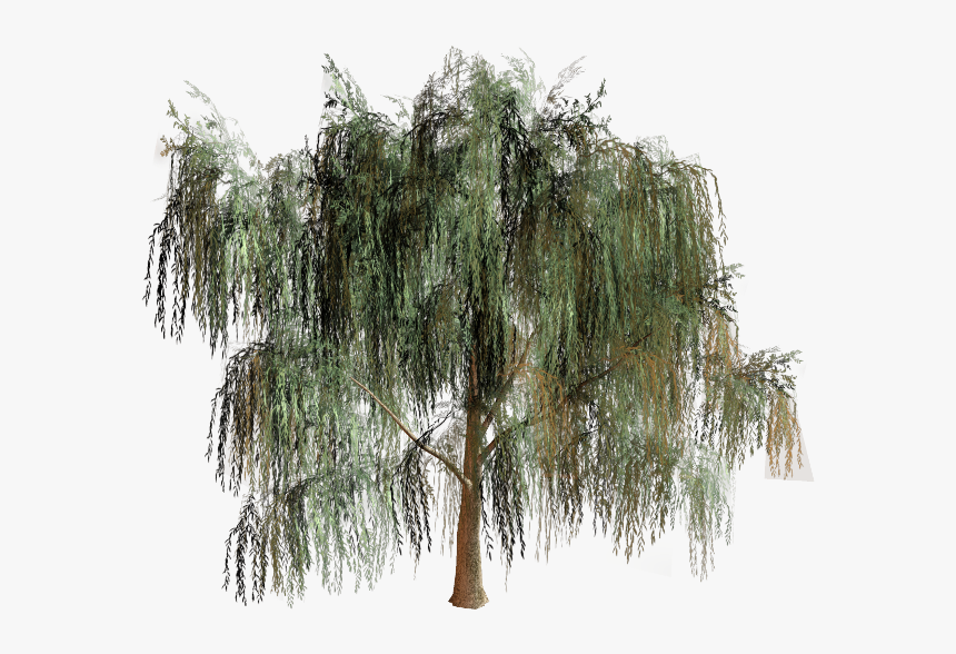 Willow Tree Branch Biome - Willow Tree Png, Transparent Png