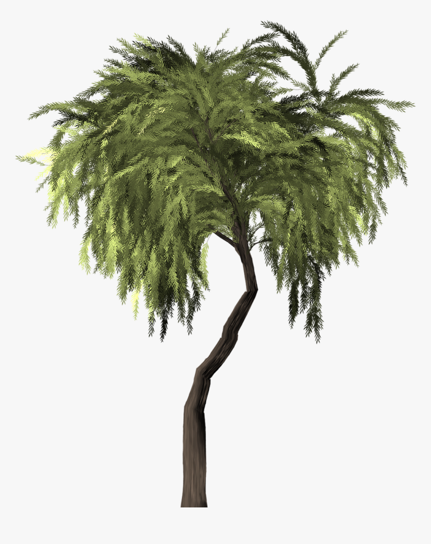 Willow, HD Png Download