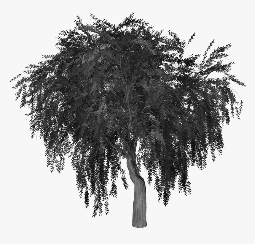 Weeping Willow Tree Image Silhouette Portable Network - Willow Tree Silhouette Png, Transparent Png