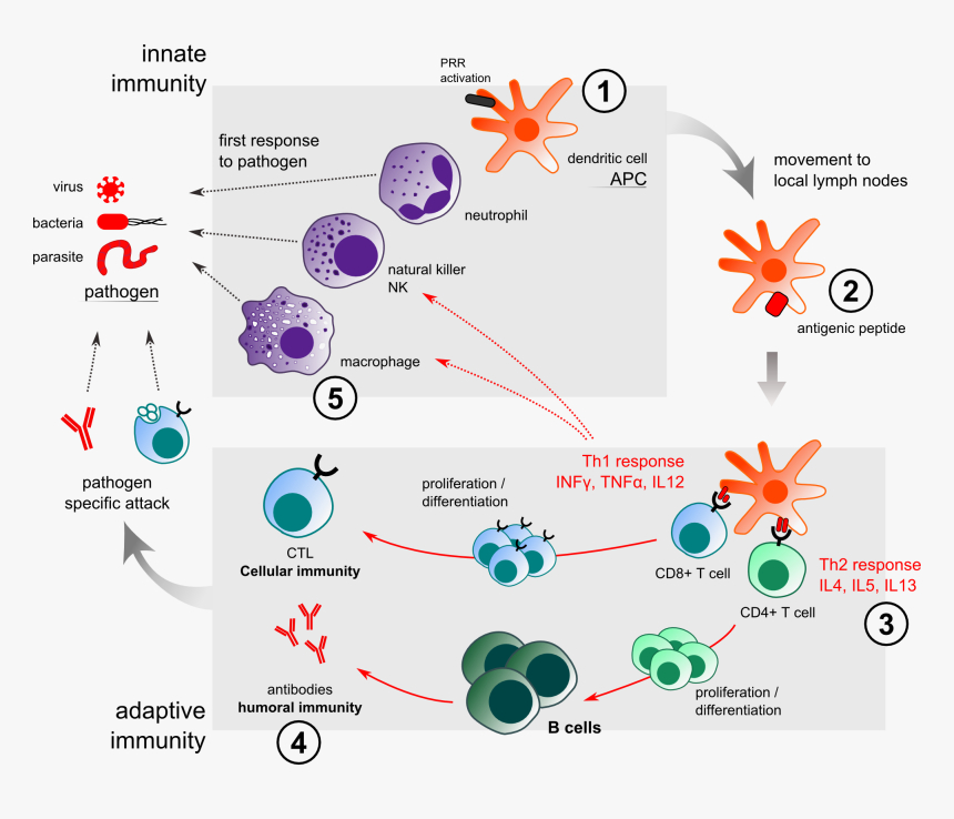 Innate Immunity Adjuvant Action - Immune System Review, HD Png Download