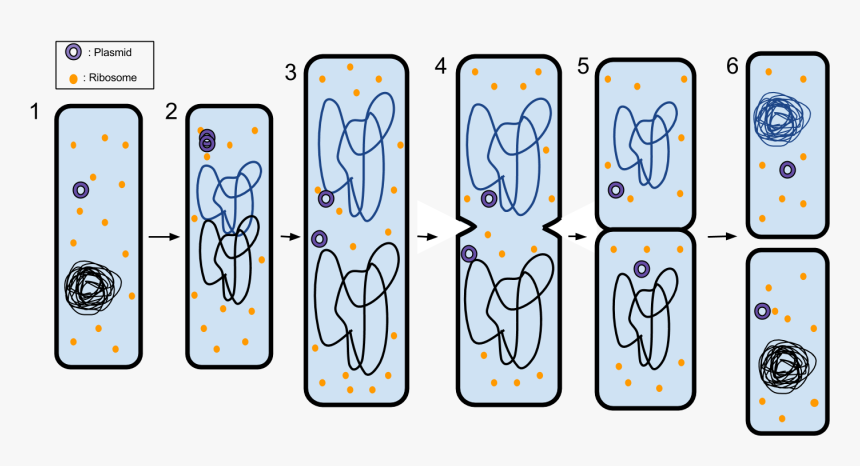 Binary Fission - 6 Steps Of Binary Fission, HD Png Download