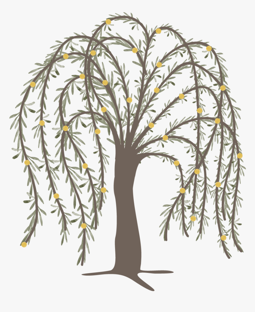 Willow Png, Transparent Png
