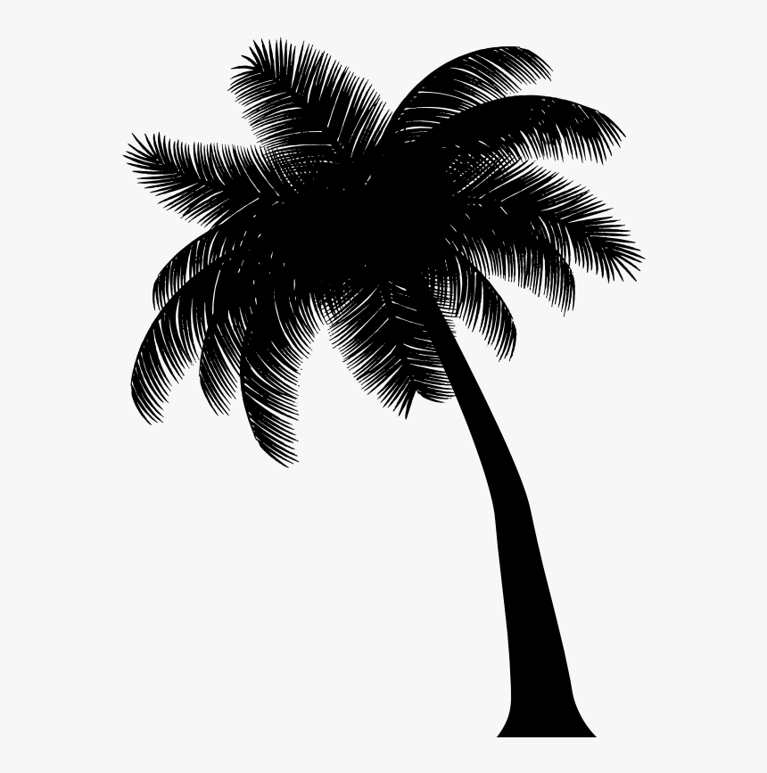 Asian Palmyra Palm Black & White - Attalea Speciosa, HD Png Download