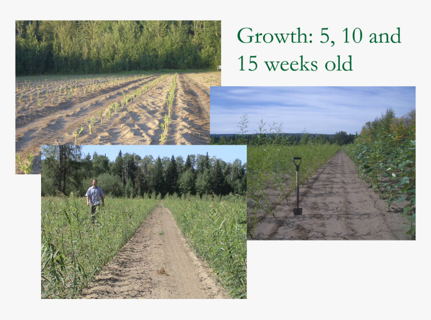 Field, HD Png Download