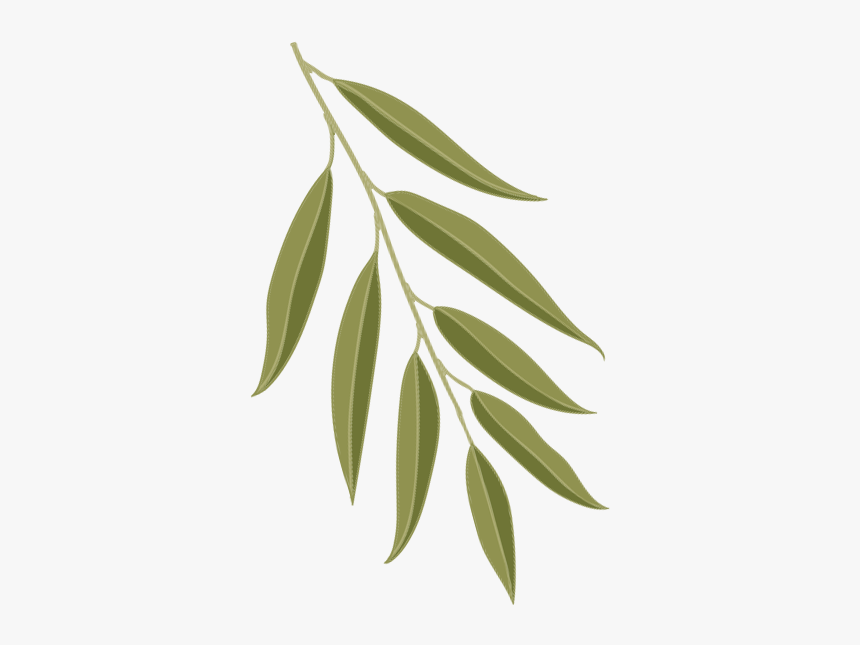 Willow Oak Leaf Png, Transparent Png