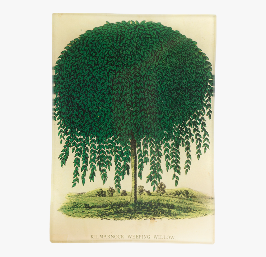 Tree, HD Png Download
