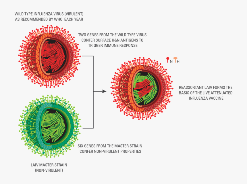 Pic For Laiv Section - Live Attenuated Vaccine Diagram, HD Png Download