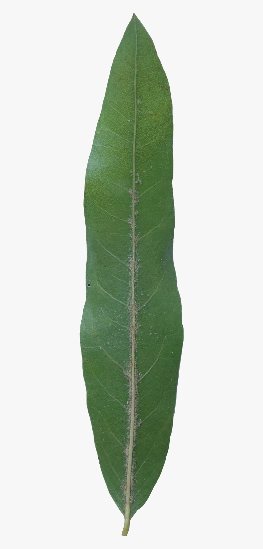 Plant Pathology, HD Png Download