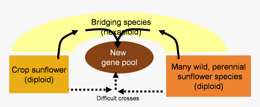 Crossing Strategy - Graphic Design, HD Png Download