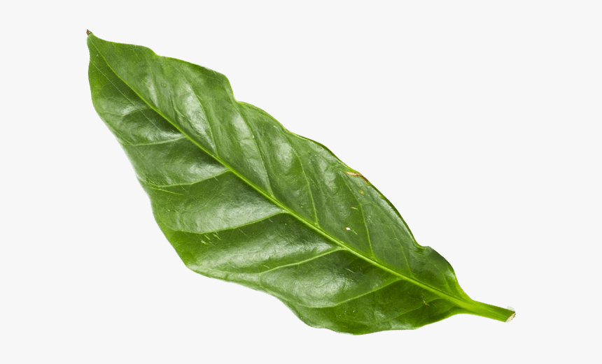 Cacao Foglia - Leather, HD Png Download