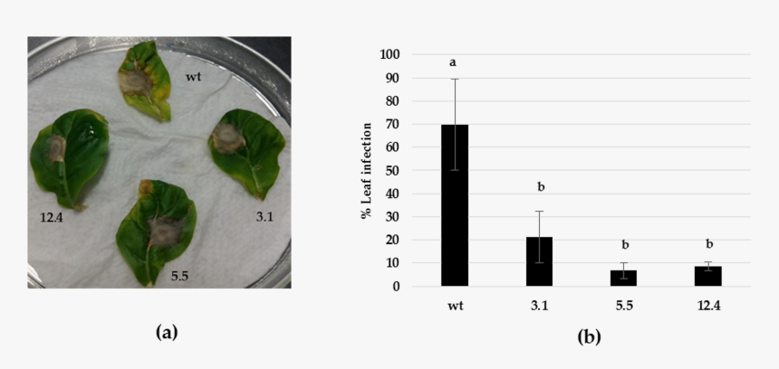 Green Algae, HD Png Download