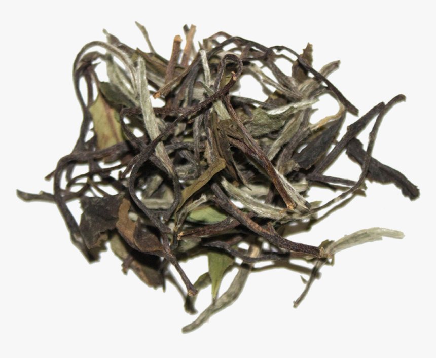 White - Transparent White Tea Leaf, HD Png Download