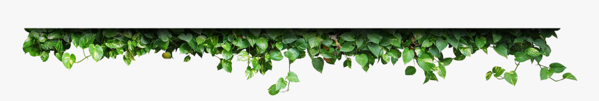 Red Bud, HD Png Download