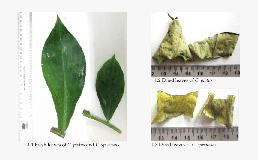 Datura Inoxia, HD Png Download