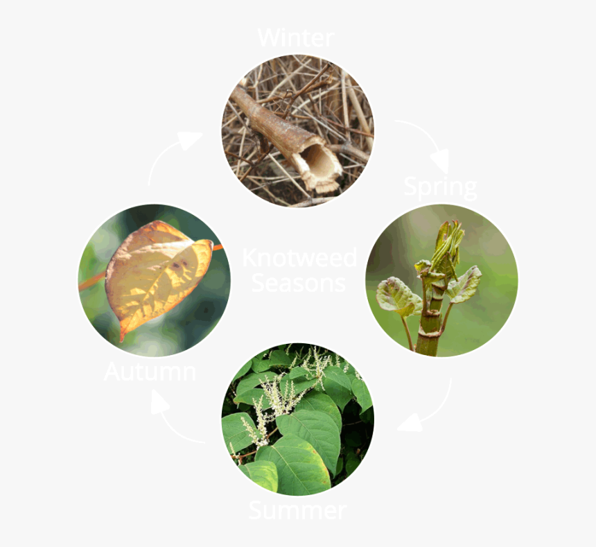 Knotweed Seasons - Identification Dwarf Japanese Knotweed, HD Png Download