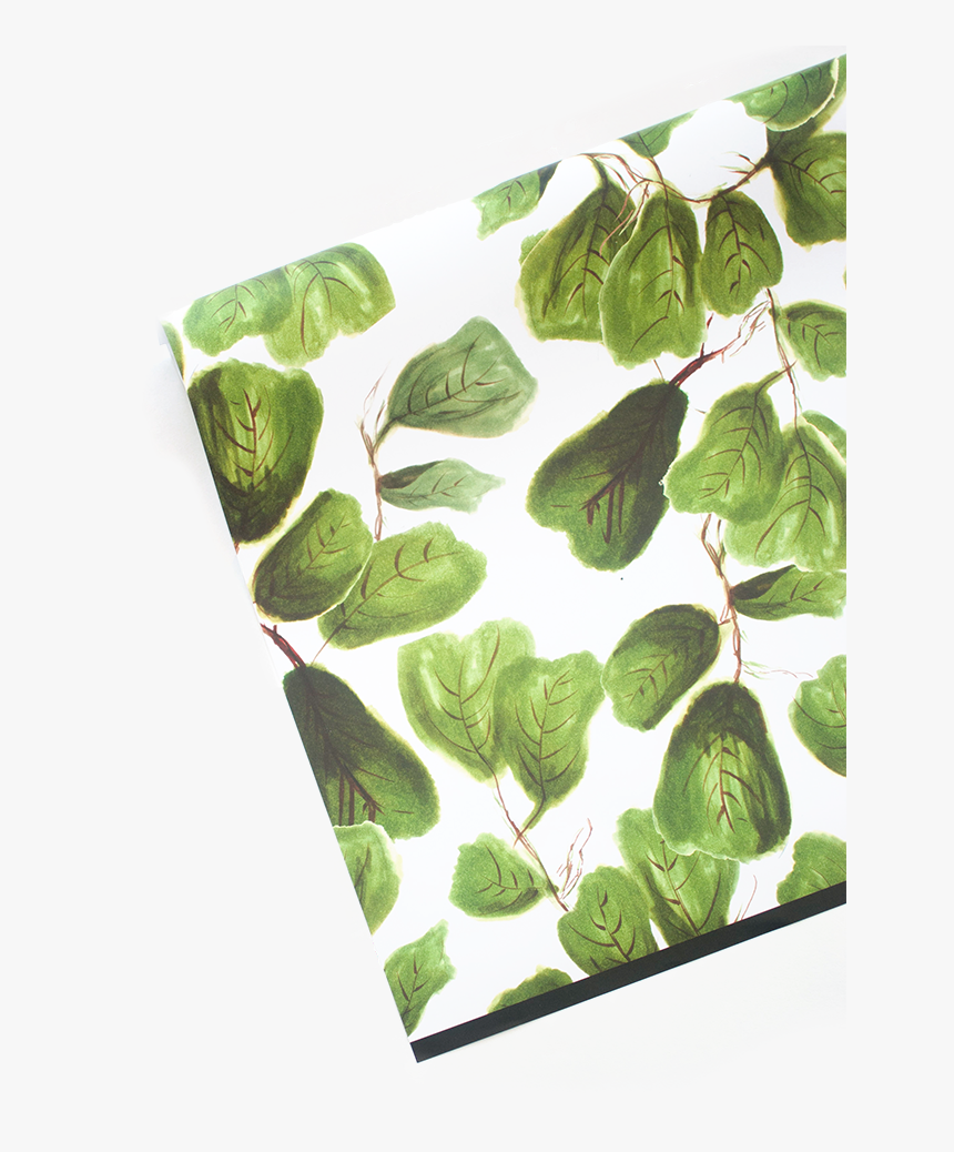 Trachemys, HD Png Download