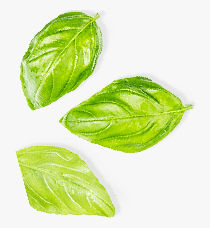 Leaf Vegetable, HD Png Download