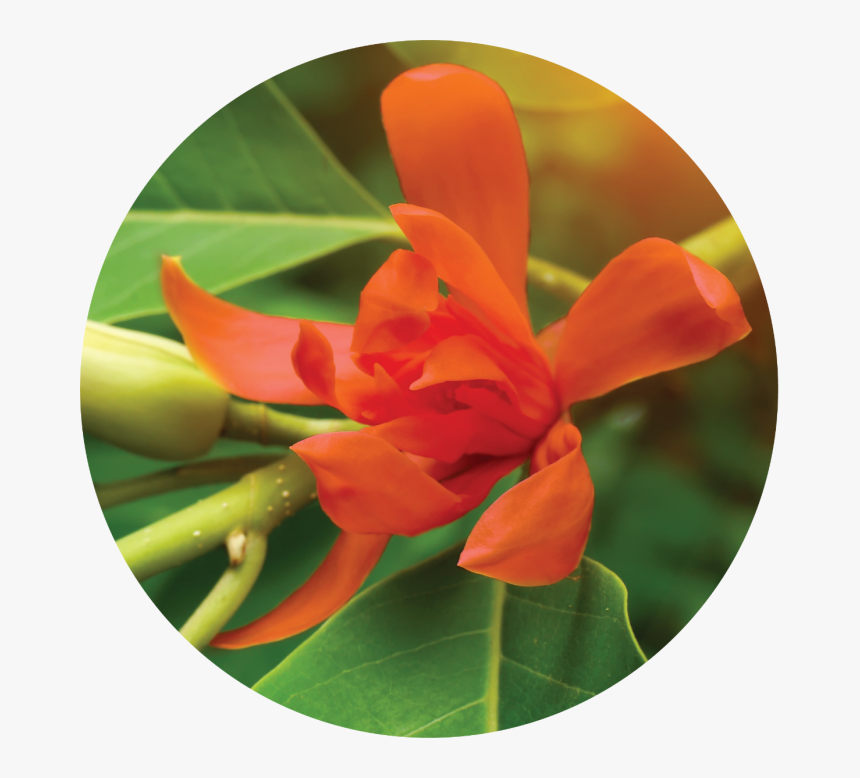 Red Champak Flower, HD Png Download