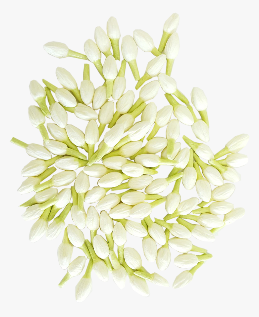 Jasmine, HD Png Download
