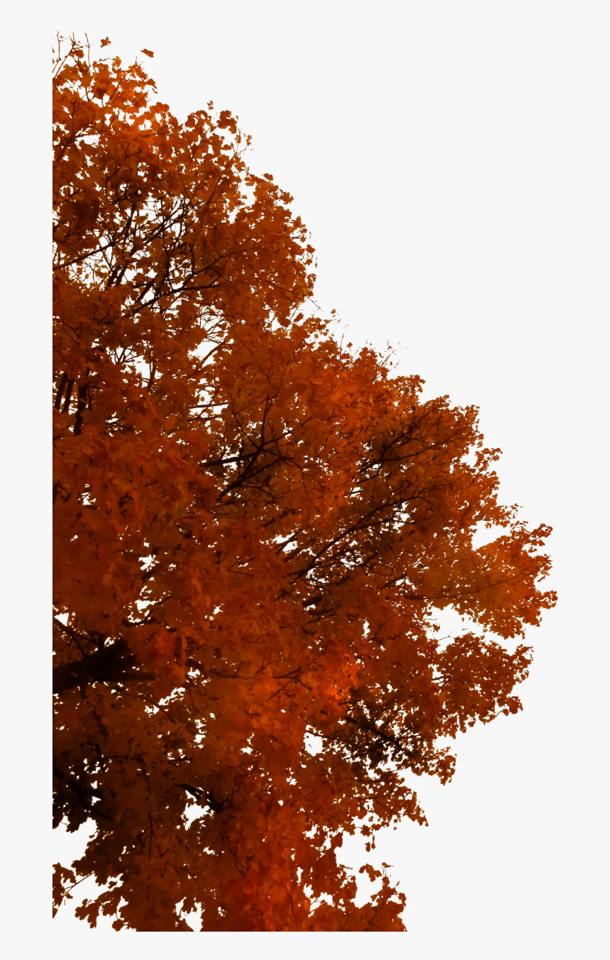 Fall Tree Branch Png, Transparent Png