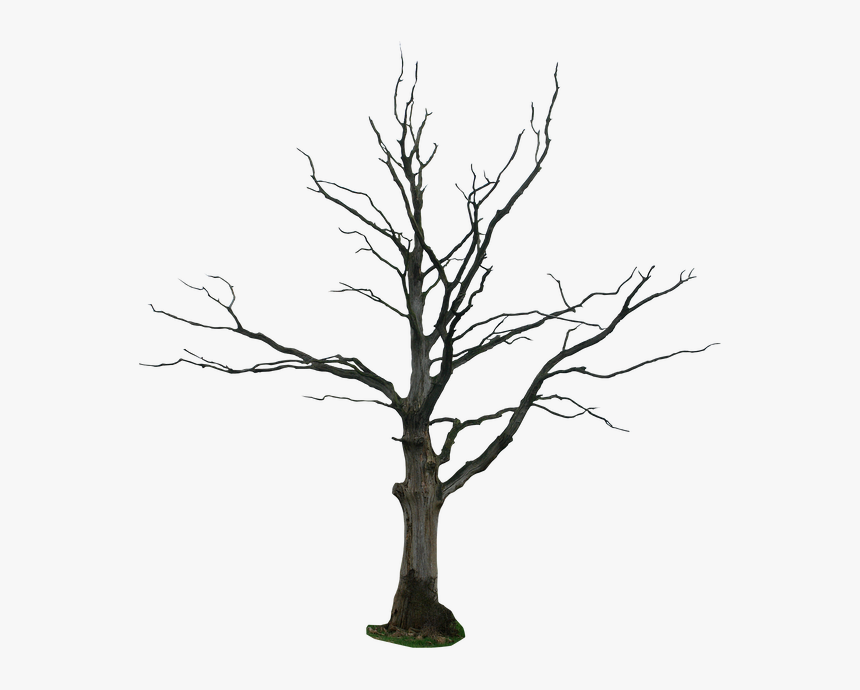 Dead Tree Png, Transparent Png