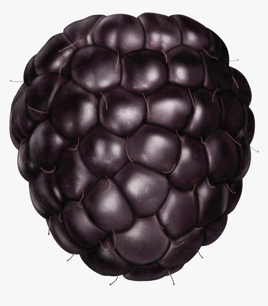 Fruits Transparent Blackberry - Blackberry Png, Png Download