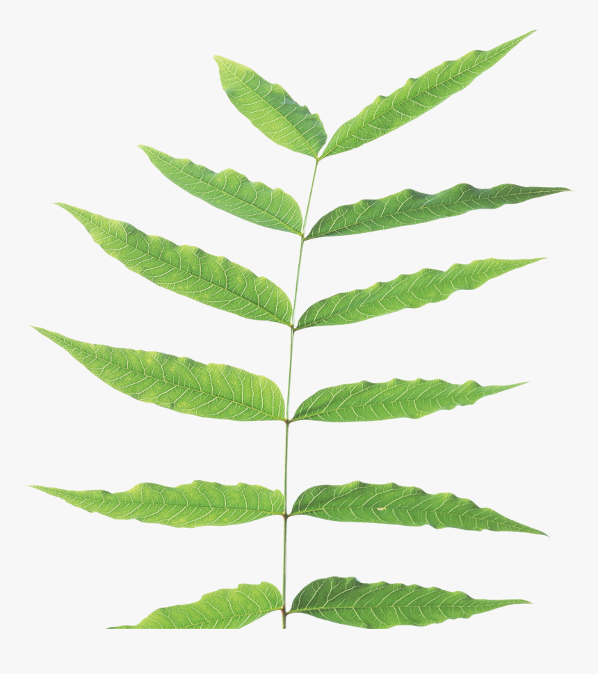 Green-leaves - Stem And Leaf Plant, HD Png Download