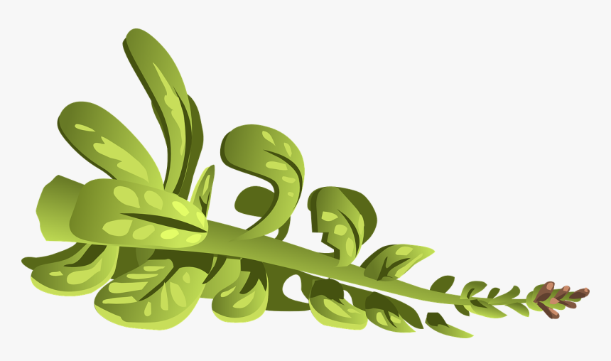 Plant, Green, Leaves, Branch, Nature, Grass - Clip Art, HD Png Download