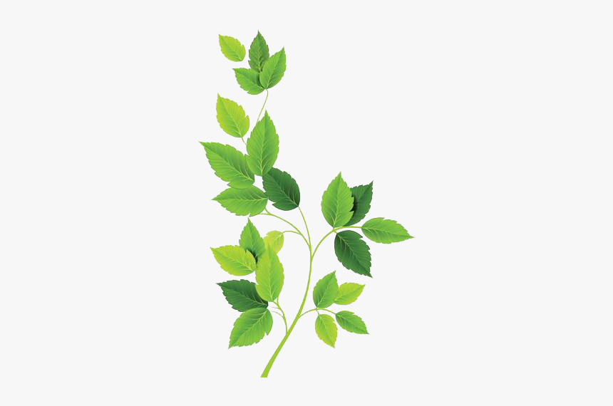 Green Leaves Free Png, Transparent Png