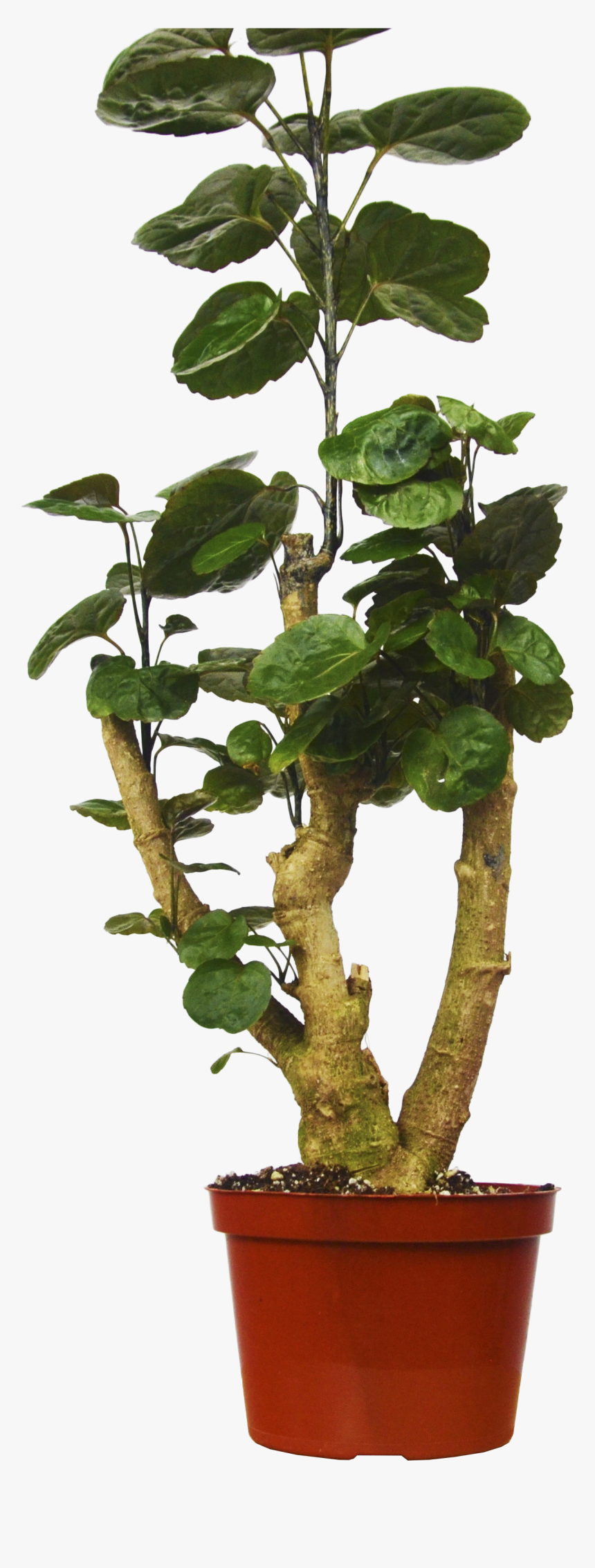 Aralia Fabian Png, Transparent Png