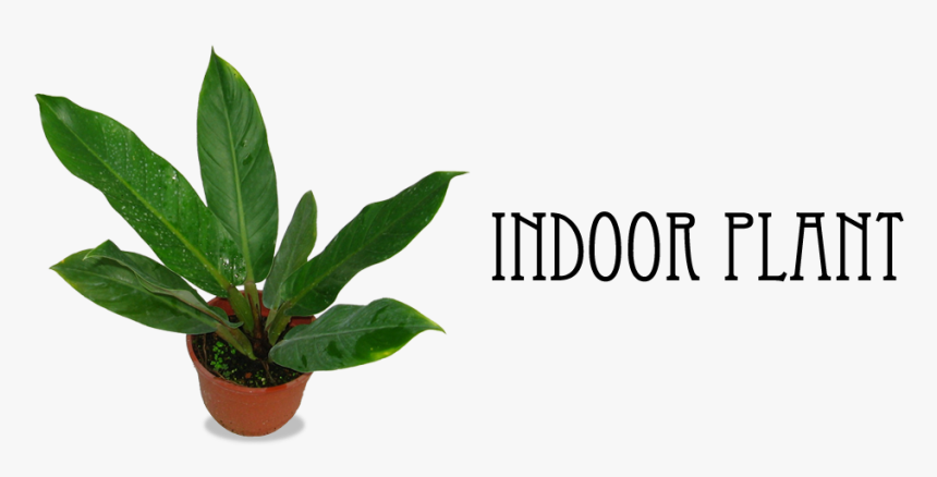 1 - Houseplant, HD Png Download