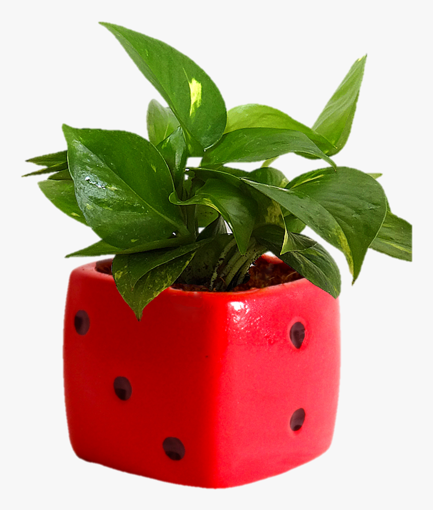 Indoor Plants Png , Png Download - Mony Plant In Bottle, Transparent Png