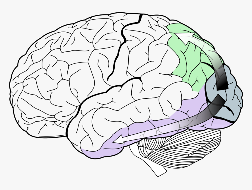 Lobes Of The Brain, HD Png Download
