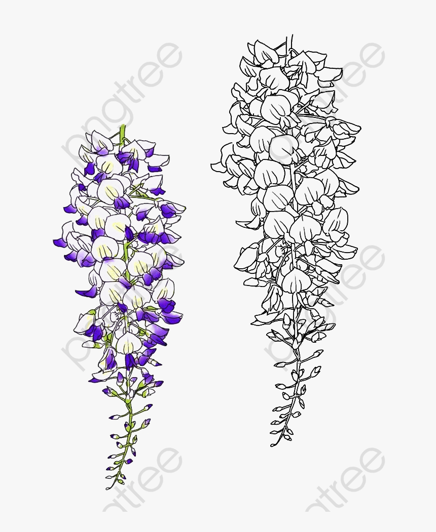 วาด ดอก วิ ส ที เรี ย, HD Png Download