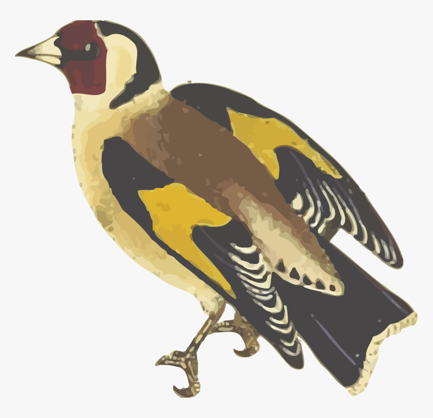 Water Bird,beak,bird - Finch, HD Png Download