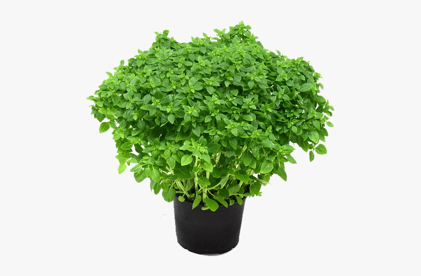 Herbs Plant Png, Transparent Png