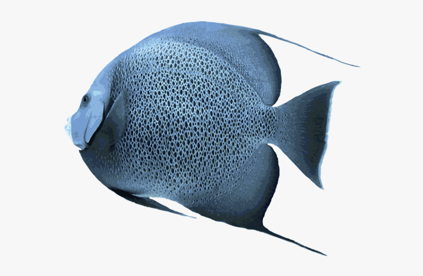 Angelfish Transparent Png - Saltwater Picture Of Angelfish, Png Download