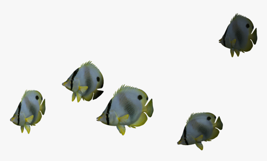 Ocean Fish Png , Png Download - Ocean Fish Png, Transparent Png