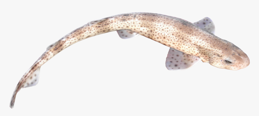 Scyliorhinus Canicula, HD Png Download