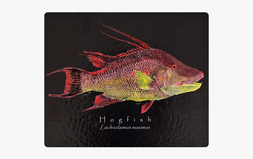 Red Snapper, HD Png Download