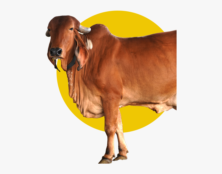 desi cow a2 milk ghee dairy farm in pune hd png download transparent png image pngitem desi cow a2 milk ghee dairy farm in