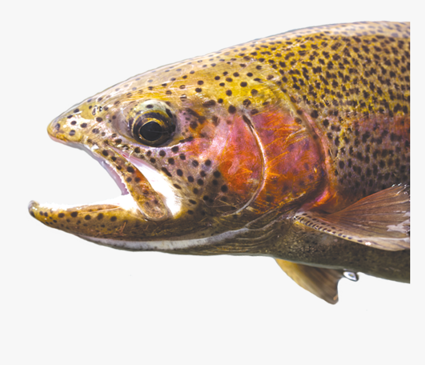 Kirjolohi, HD Png Download