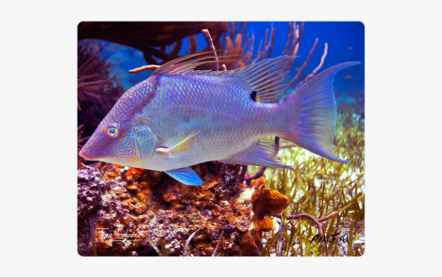 Underwater, HD Png Download