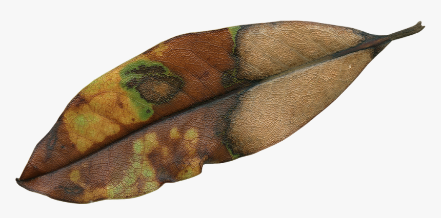 Magnolia Leaf, Fall, Autumn, Season, Nature, Natural - Rotten Leaves Png, Transparent Png