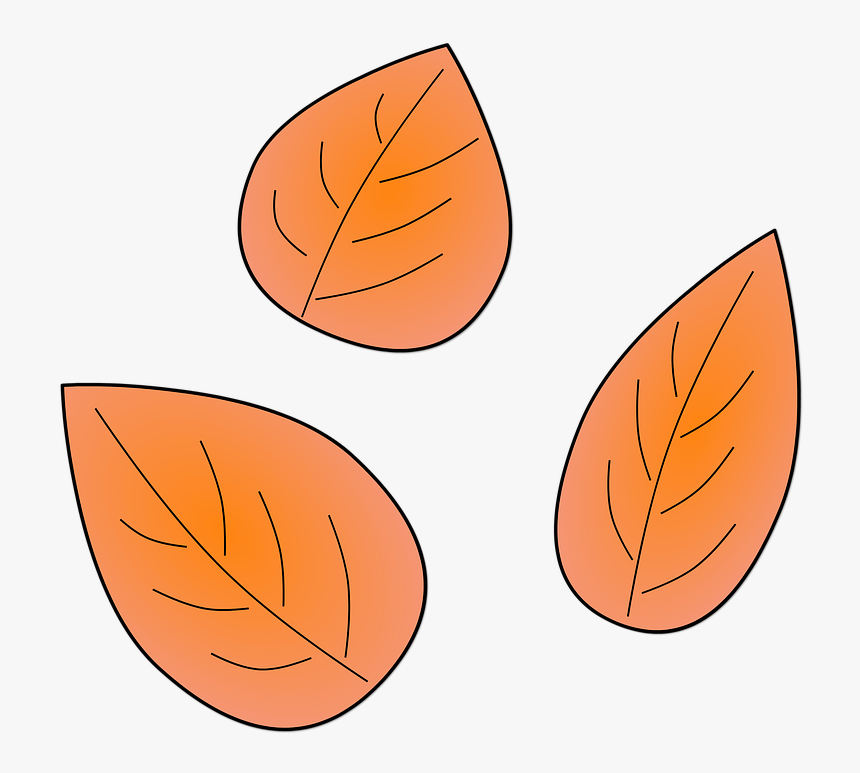 Leaves, Plants, Autumn, Leaf, Tree, Dry, Nature, Flora, HD Png Download