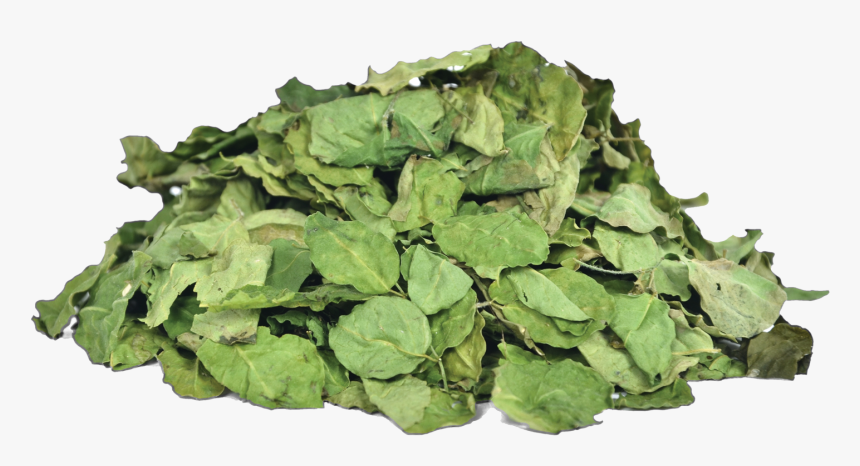Herbs & Botanicals-moringa Leaves - Moringa Dry Leaves, HD Png Download