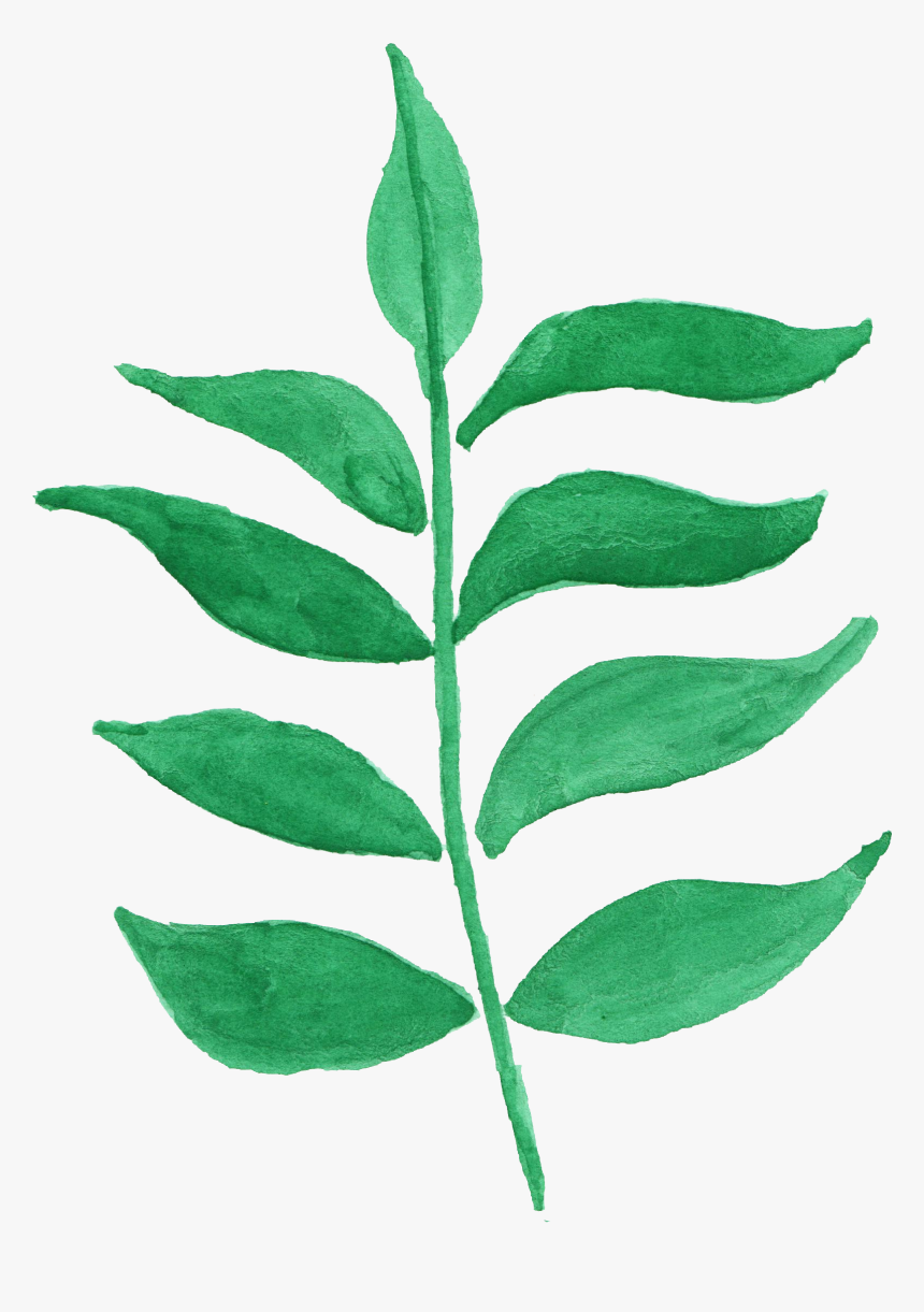 Ilex Decidua, HD Png Download