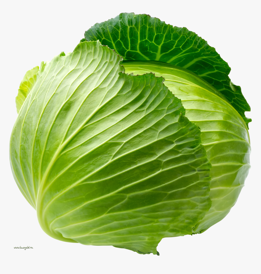 Cabbage Png, Transparent Png